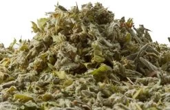 Kruidenthee Griekse Bergthee