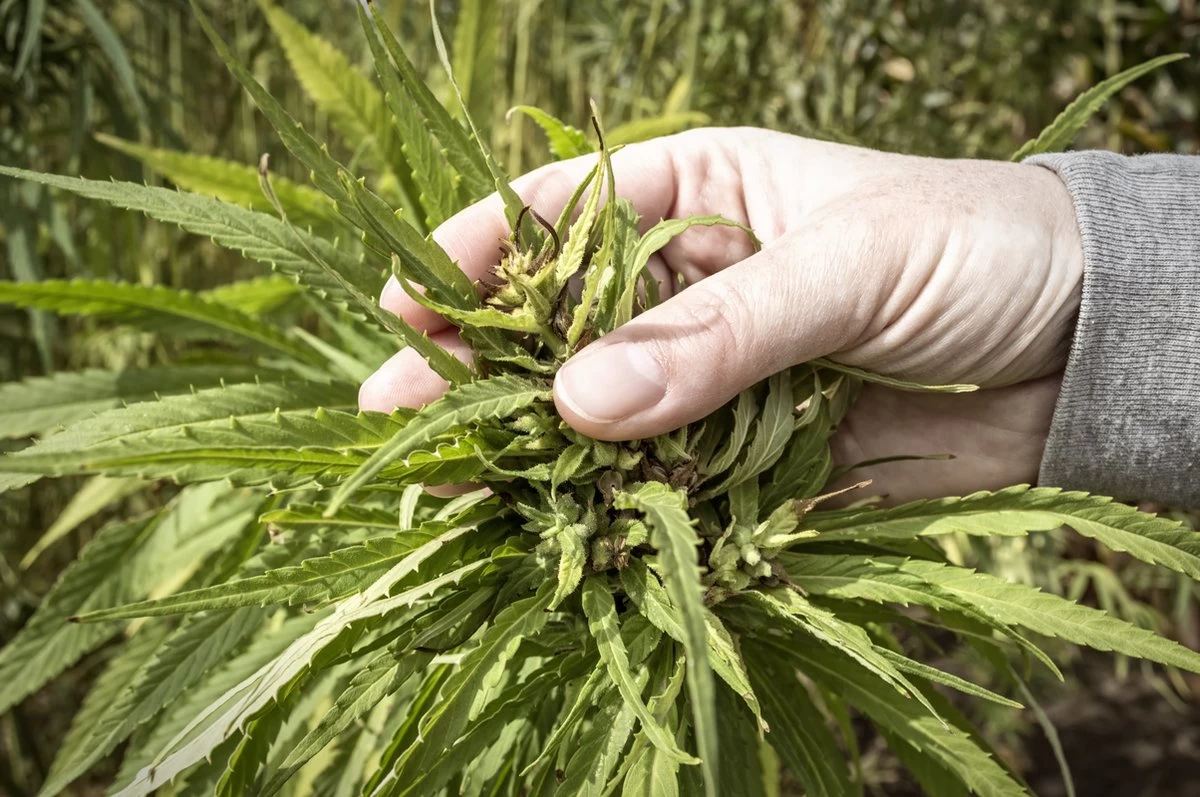 Biologische CBD-rijke Hennepbloemen (Hennep CBD Thee) - Vegan - 100% Natuurlijk - Afbeelding 2