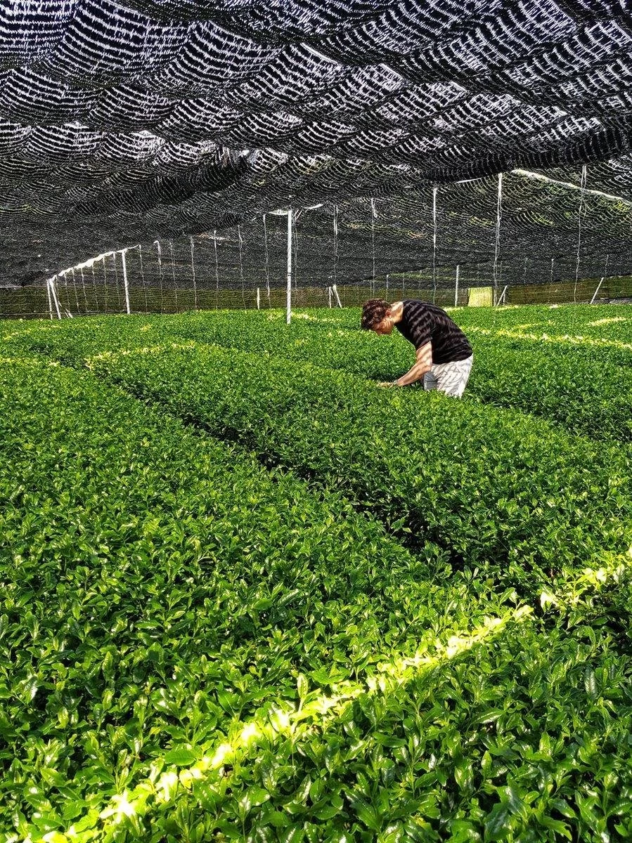 Japanse Premium Matcha Thee - 50 Gram - Inclusief Matcha Klopper - Vol Met Antioxidanten, Vitaminen & Mineralen - Vandaag Besteld, Morgen In Huis! - Afbeelding 4